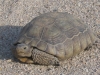 california-desert-tortoise-gopherus-agassizi