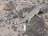 callisaurus-draconoides-rhodostictus-western-zebra-tailed-lizard